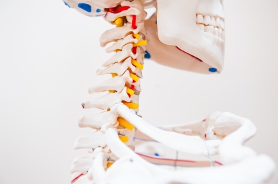 cervical spine model